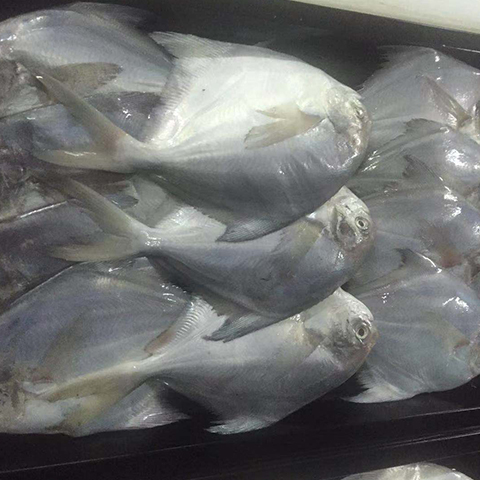 &#28216;&#33351;&#20250;&#40;&#20013;&#25991;&#41;&#23448;&#26041;&#32593;&#31449;